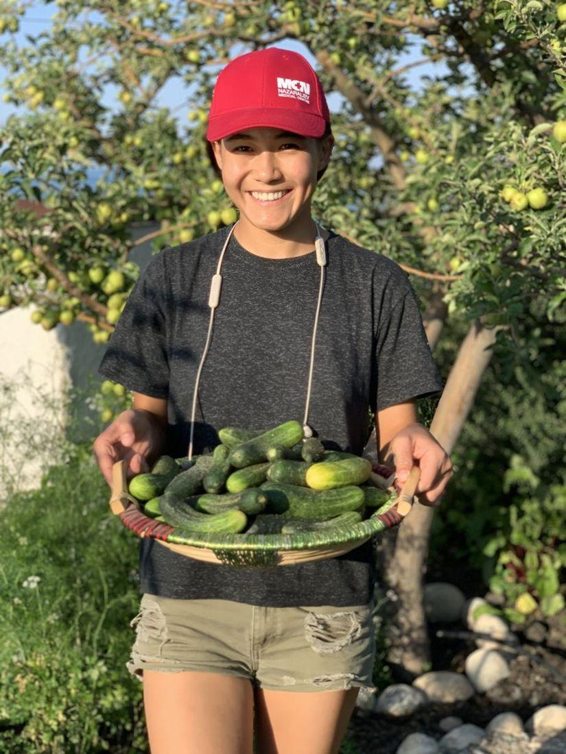 Cucumber harvest