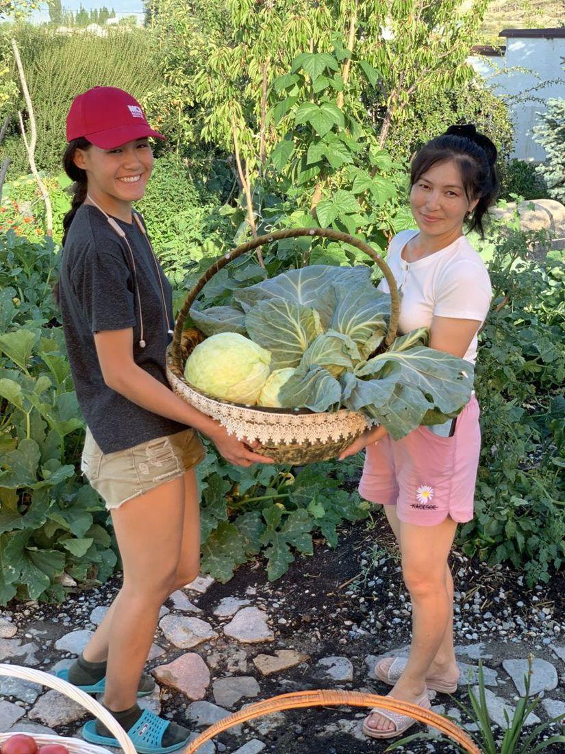 Cabbage harvest