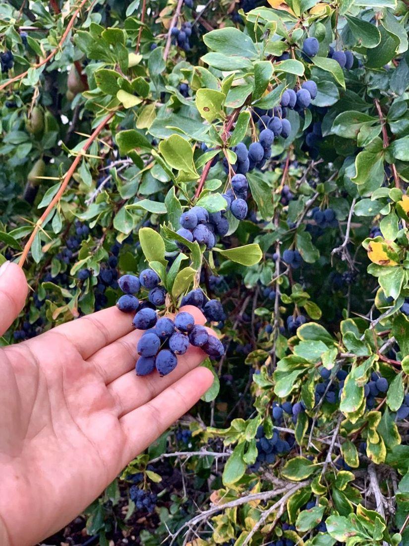 Plums in the garden