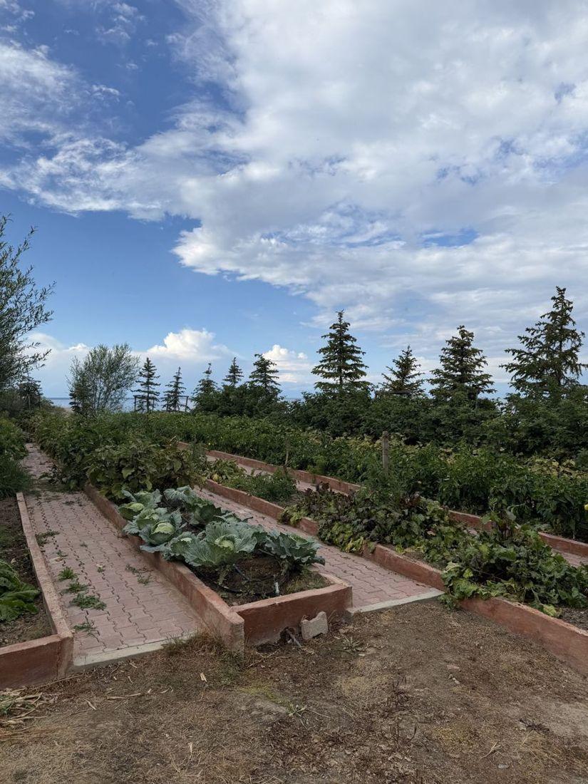 Garden beds among the pines