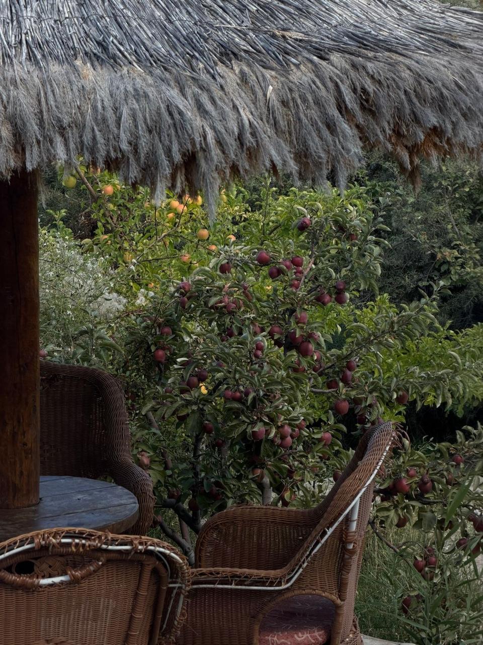 Apple tree by wicker chairs